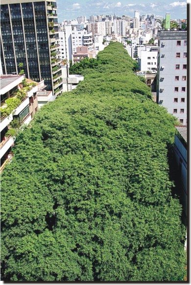 Código Florestal: Ditadura Ambiental Chegando às Cidades Código Florestal