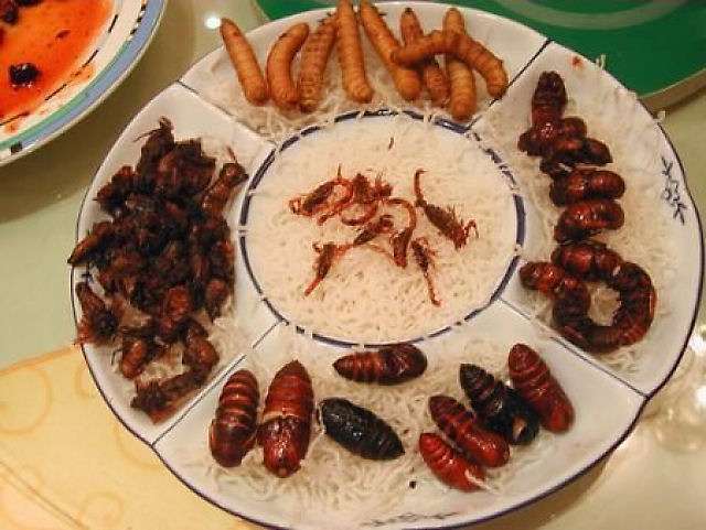 Empresa mineira pretende vender insetos para consumo humano