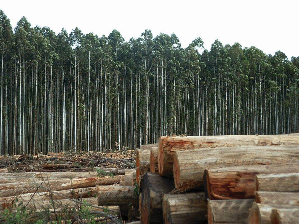 Agropecuária brasileira: modelo de eficácia apesar de fatores adversos