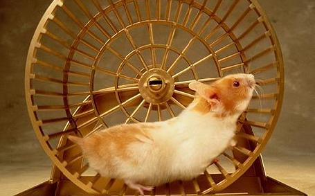 Ratos de laboratório inadvertidos, jogos e transformação social