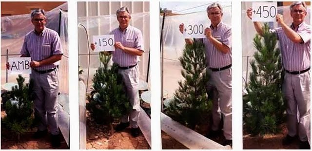 O que é o CO2 (dióxido de carbono)? É tão ruim como dizem? É bom? Sem ele morreremos todos? Pinheiros: com maiores doses de CO2 cresceram mais