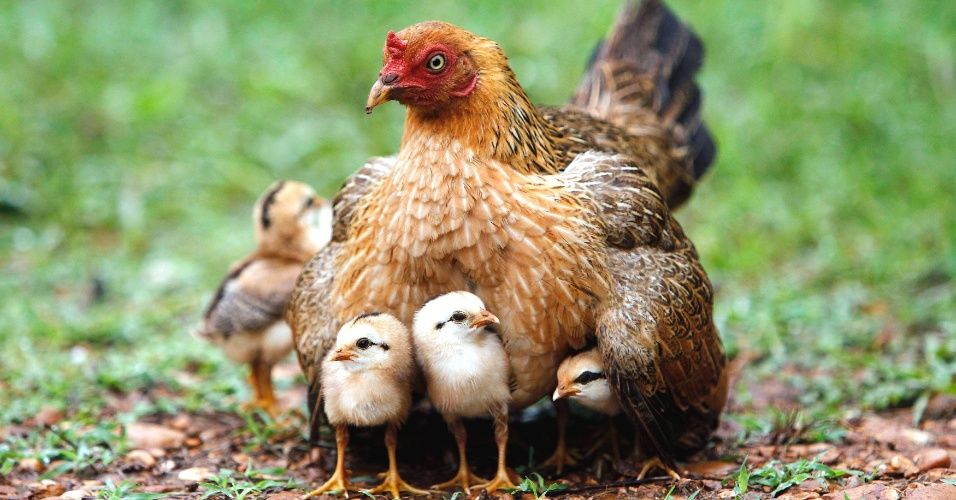 Lei da Palmada: Pé de galinha não mata pinto Pé de galinha não mata pinto