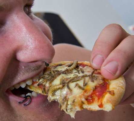 Empada de gafanhoto para ambientalistas