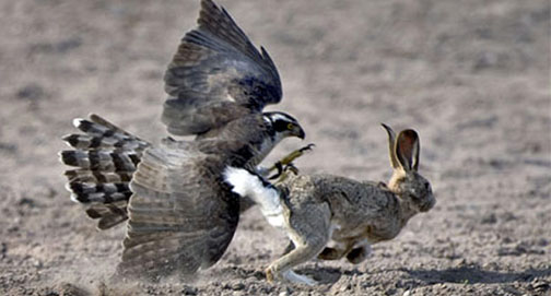 Verdades esquecidas, na consideração da natureza
