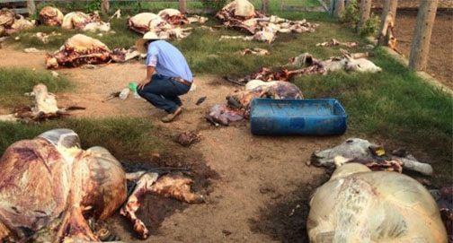 “Exército do Stédile” — Barbaridade, ódio e impunidade