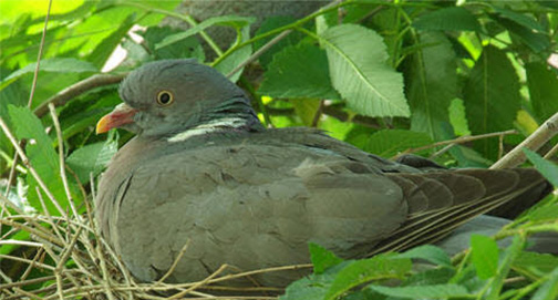 Sede prudentes como as serpentes e simples como as pombas