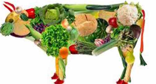 Chef vegano recusado pelos pobres das ruas de Bolonha!