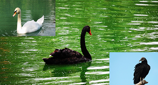 O cisne negro virou urubu