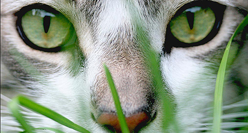 Rica simbologia no reino animal