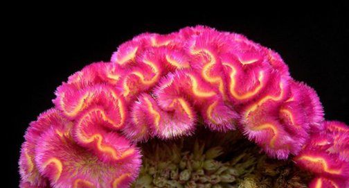 Exagero no receio da extinção de espécies