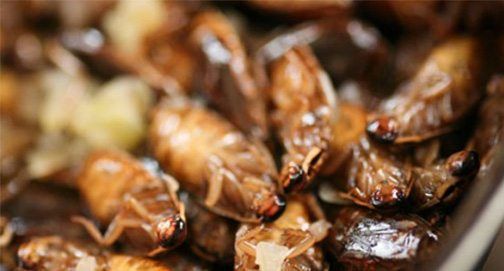 Ecologistas radicais oferecem farinha de… baratas!