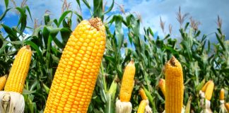 A “safrinha” cresceu, agora denominada “segunda safra”