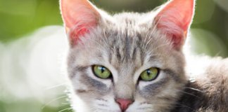 Civilização e Tradição