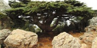 Estalactites e estalagmites em uma gruta