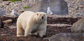 Problema dos ursos polares ‘em extinção’: estão gordos e numerosos demais