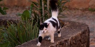 O ser humano, o cisne e o gato