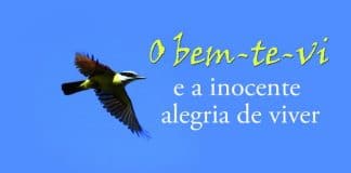O bem-te-vi e a inocente alegria de viver