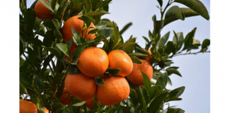 Brasil cresce com agronegócio: por que razão a mídia não informa?