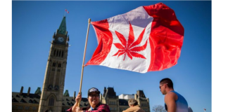 O passo-a-passo da maconha no Canadá: a marcha dos pruridos e dos vícios