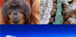 Contradições (aberrantes) de ecologistas radicais: defesa de orangotangos e promoção do aborto