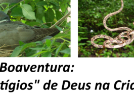 Simples como as pombas, prudentes como as serpentes (IV)