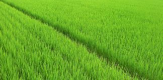 Arroz tem que ser velho e feijão tem que ser novo!