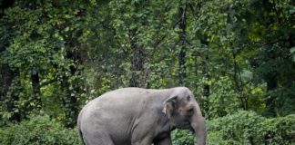 O elefante “Happy” é uma pessoa?