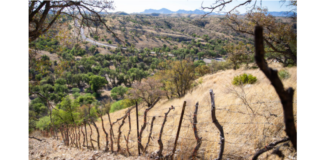 Juiz distrital do Texas decide contra Biden