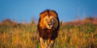 O LEÃO E A LEGITIMIDADE