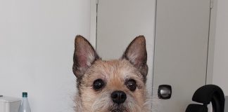 Alemanha: castigo para quem negligenciar o bem-estar dos cachorros